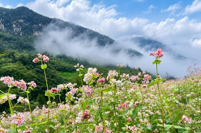 “Âm vang miền đá” mở màn Lễ hội Hoa Tam giác mạch lần thứ XII