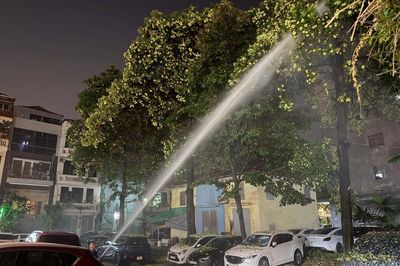 Hà Nội chưa có kế hoạch đánh chuyển, tỉa bớt cây hoa sữa ra khỏi khu dân cư