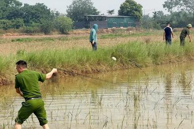 Công an xã Kiều Phú phát hiện, thu giữ dụng cụ bẫy chim hoang dã