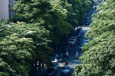 Cư dân kêu ca, chung cư dùng vòi cao áp xịt rụng hoa sữa