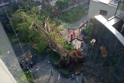 Liên tiếp vụ cây xanh bật gốc, Sở Xây dựng TP.HCM nói gì?