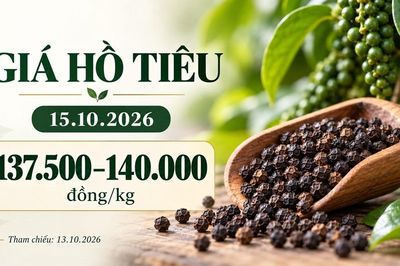 Giá tiêu hôm nay 15.10.2026: Chờ tín hiệu từ sức mua