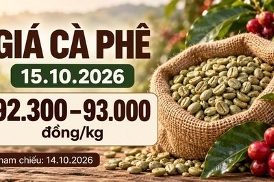 Giá cà phê hôm nay 15.10.2026: Chờ tín hiệu từ sàn London