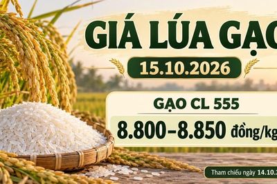 Giá lúa gạo hôm nay 15.10.2026: Gạo CL555 ở mức 8.800–8.850 đồng/kg