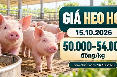 Giá heo hơi hôm nay 15.10.2026: Áp lực sau đợt giảm trên cả ba miền