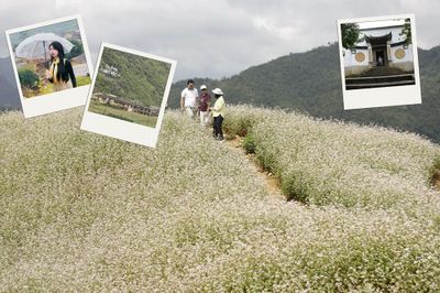 Sắc hoa Tam giác mạch kết nối những miền di sản văn hóa Tuyên Quang