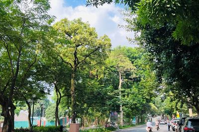 Hà Nội tính tỉa chùm hoa sữa, giữ cây nhưng giảm nỗi khổ của người sống bên cây