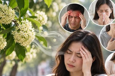 Mùi hoa sữa gây khó chịu, ai dễ bị ảnh hưởng?
