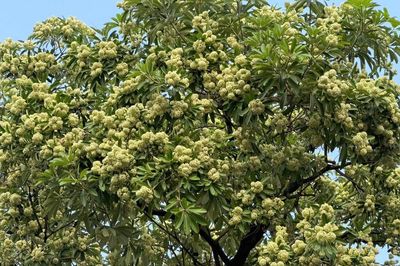 Vì sao mùi hoa sữa gây đau đầu với nhiều người?