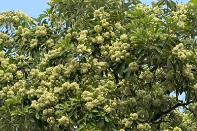 Hoa sữa nở rộ, người nhạy cảm với mùi cần lưu ý