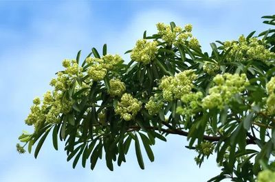 Hà Nội yêu cầu rà soát mật độ hoa sữa, xử lý phản ánh của người dân