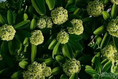 Thứ hương thơm gây thương nhớ ở Hà Nội có thể khiến nhiều người choáng váng, buồn nôn
