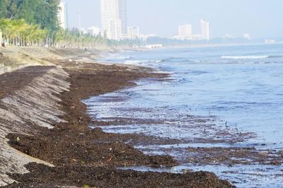 Bãi biển Cửa Lò xuất hiện mùn đen kịt