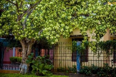 Ngửi mùi hoa sữa nồng nặc, có người đau đầu, buồn nôn: Bác sĩ tiết lộ điều ít người biết