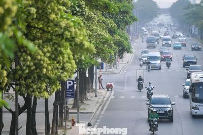 Hàng nghìn cây hoa sữa nở dày đặc trên các tuyến phố phía Tây Hà Nội