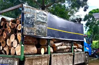 Công an phát hiện 451 thân gỗ bị cưa hạ trong rừng từ đầu mối chiếc xe tải