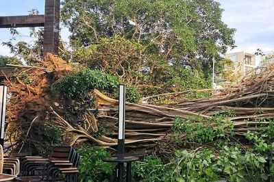 Vẫn chưa tìm ra nguyên nhân 2 cây cổ thụ ở TPHCM bật gốc