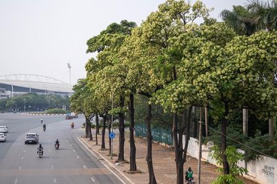 Cận cảnh những hàng hoa sữa nở trắng trời 'bủa vây' người Hà Nội