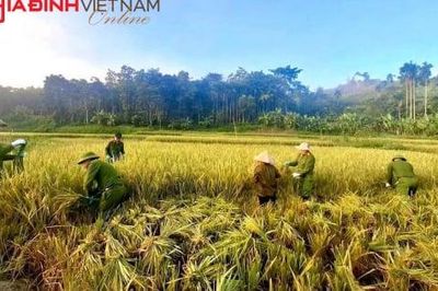 Bộ đội, công an, đoàn viên xắn quần lội ruộng giữa nắng giúp hộ nghèo thu hoạch lúa