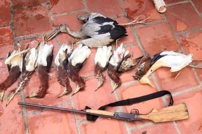 Kêu gọi chấm dứt nạn tận diệt chim hoang dã và chim di cư