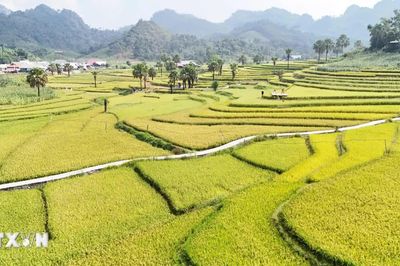 Sắc vàng rực rỡ say đắm lòng du khách trên Bản Tèn
