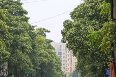 Hà Nội khẩn trương triển khai các biện pháp nhằm điều chỉnh mật độ cây hoa sữa