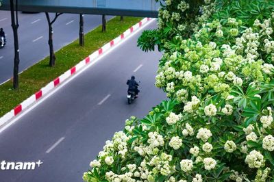 Phố phường Hà Nội đón gió Thu trong nồng nàn mùi hương hoa sữa