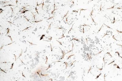 Cảnh báo nguy cơ sốt rét ở người từng làm việc tại châu Phi