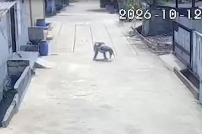 Đang đi bộ trên đường, bé gái bị khỉ hoang tấn công