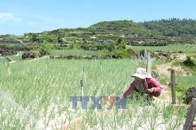 Chuyển đổi xanh ở xứ hành, tỏi Lý Sơn