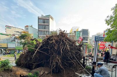 TP.HCM tăng cường kiểm tra cây xanh sau các vụ ngã đổ liên tiếp