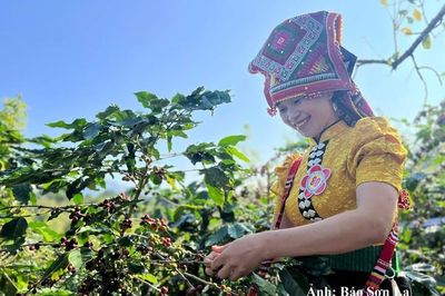 Arabica Sơn La hướng tới thương hiệu cà phê tiêu biểu ASEAN