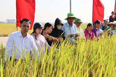 Bắc Ninh: Nhân rộng mô hình canh tác lúa giảm phát thải khí nhà kính