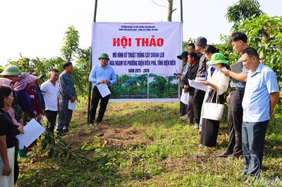 Mô hình trồng chanh leo cho lợi nhuận trên 200 triệu đồng/ha