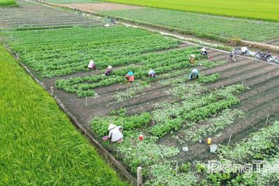 HTX Nông nghiệp tổng hợp Hòa Thạnh: Liên kết sản xuất, nâng giá trị nông sản