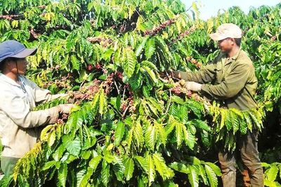 Liên kết sản xuất giúp cà phê Bờ Ngoong vươn xa