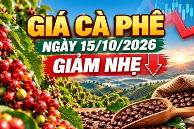 Giá cà phê hôm nay 15/10/2026: Đồng loạt giảm 200 đồng/kg