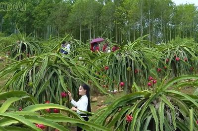 Lễ hội Mường Lò: Đánh thức tiềm năng từ những vườn trái ngọt