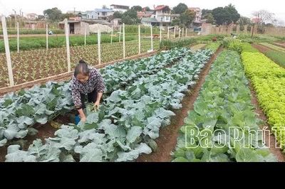 Kết nối để hợp tác xã phát triển bền vững