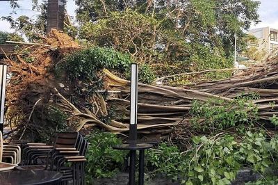 TP.HCM tăng kiểm tra cây xanh sau 3 vụ bật gốc, ngã đổ