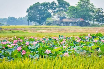 Vị Thu