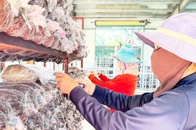 Gỡ vướng đất đai, vốn vay và liên kết sản xuất ở vùng cao