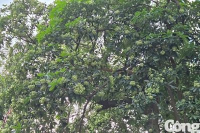 Hà Nội yêu cầu cắt tỉa hoa sữa tại những khu vực có mùi quá nồng