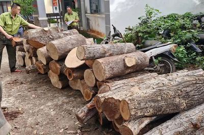 Phát hiện vụ chặt hạ 451 cây rừng ở khu vực biên giới Gia Lai