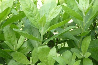 Thứ lá xưa mọc đầy ven đường, bờ ao, nay thành rau đặc sản giá 50.000 đồng/kg, ăn đắng nhưng hậu ngọt