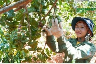 Lâm Đồng phát triển chuỗi giá trị và nâng cao sức cạnh tranh của nông sản