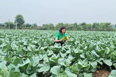 Nguồn vốn ưu đãi tạo động lực phát triển sản xuất nông nghiệp ở Bát Tràng