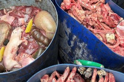 Xe tải chở hơn 2 tạ nội tạng, xương động vật không rõ nguồn gốc