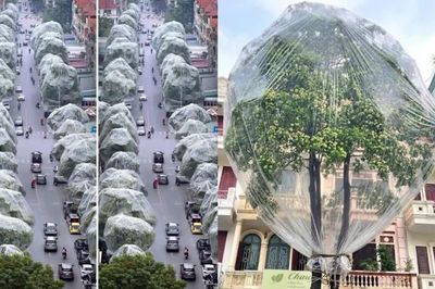 Thực hư việc hàng loạt cây hoa sữa tại Hà Nội được bọc kín nilon để ngăn mùi