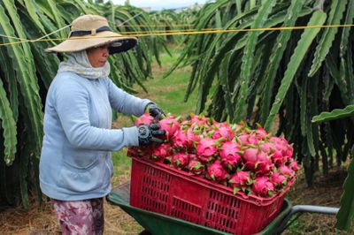 Kim ngạch xuất khẩu rau quả sang Trung Quốc bất ngờ giảm